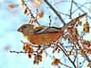 鳥類図鑑・ベニマシコの写真 6